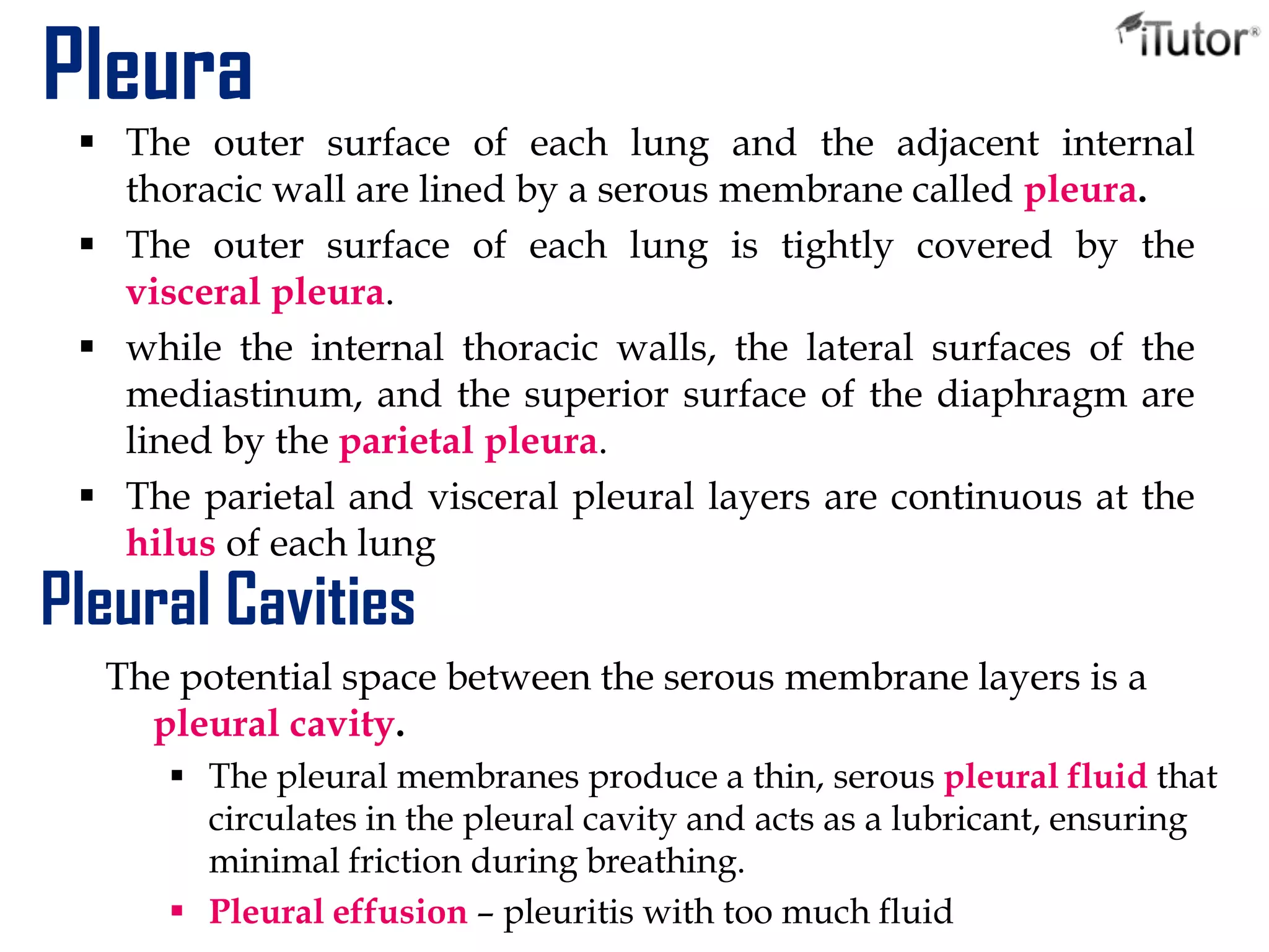 Pleura
 The outer surface of each lung and the adjacent internal
thoracic wall are lined by a serous membrane called pleura.
 The outer surface of each lung is tightly covered by the
visceral pleura.
 while the internal thoracic walls, the lateral surfaces of the
mediastinum, and the superior surface of the diaphragm are
lined by the parietal pleura.
 The parietal and visceral pleural layers are continuous at the
hilus of each lung
Pleural Cavities
The potential space between the serous membrane layers is a
pleural cavity.
 The pleural membranes produce a thin, serous pleural fluid that
circulates in the pleural cavity and acts as a lubricant, ensuring
minimal friction during breathing.
 Pleural effusion – pleuritis with too much fluid
 