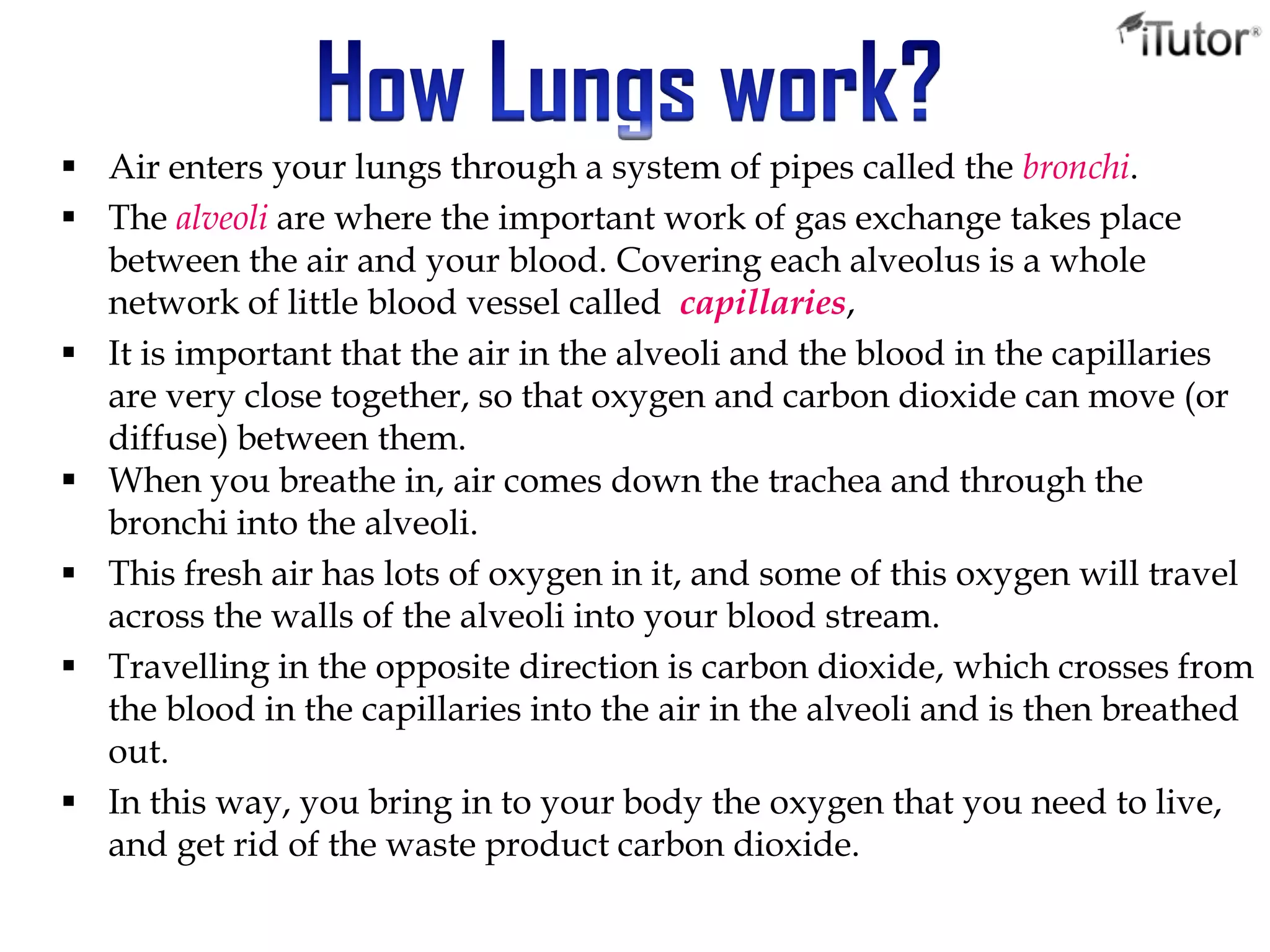  Air enters your lungs through a system of pipes called the bronchi.
 The alveoli are where the important work of gas exchange takes place
between the air and your blood. Covering each alveolus is a whole
network of little blood vessel called capillaries,
 It is important that the air in the alveoli and the blood in the capillaries
are very close together, so that oxygen and carbon dioxide can move (or
diffuse) between them.
 When you breathe in, air comes down the trachea and through the
bronchi into the alveoli.
 This fresh air has lots of oxygen in it, and some of this oxygen will travel
across the walls of the alveoli into your blood stream.
 Travelling in the opposite direction is carbon dioxide, which crosses from
the blood in the capillaries into the air in the alveoli and is then breathed
out.
 In this way, you bring in to your body the oxygen that you need to live,
and get rid of the waste product carbon dioxide.
 