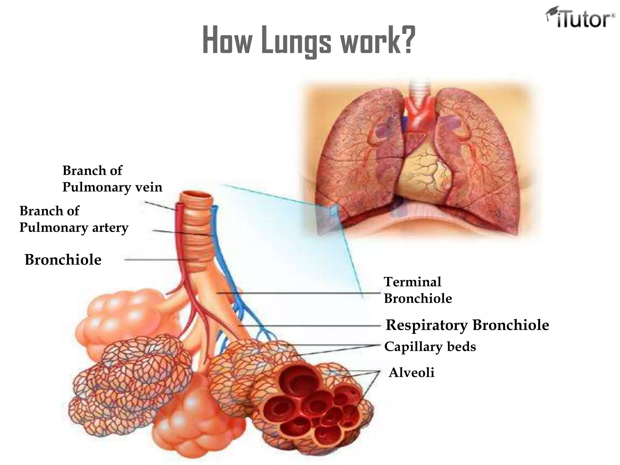 How Lungs work?
Branch of
Pulmonary vein
Branch of
Pulmonary artery
Bronchiole
Terminal
Bronchiole
Respiratory Bronchiole
Capillary beds
Alveoli
 