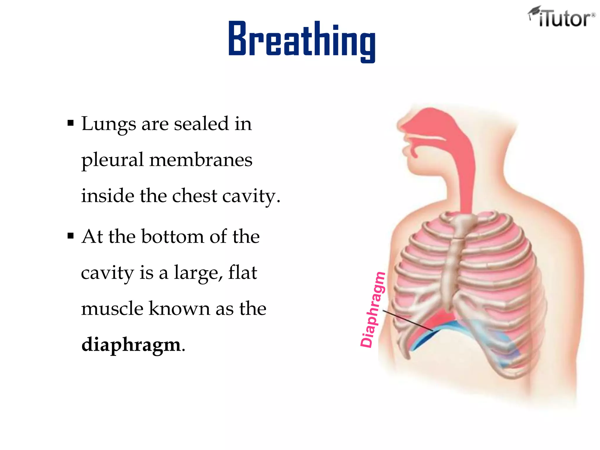 Breathing
 Lungs are sealed in
pleural membranes
inside the chest cavity.
 At the bottom of the
cavity is a large, flat
muscle known as the
diaphragm.
 