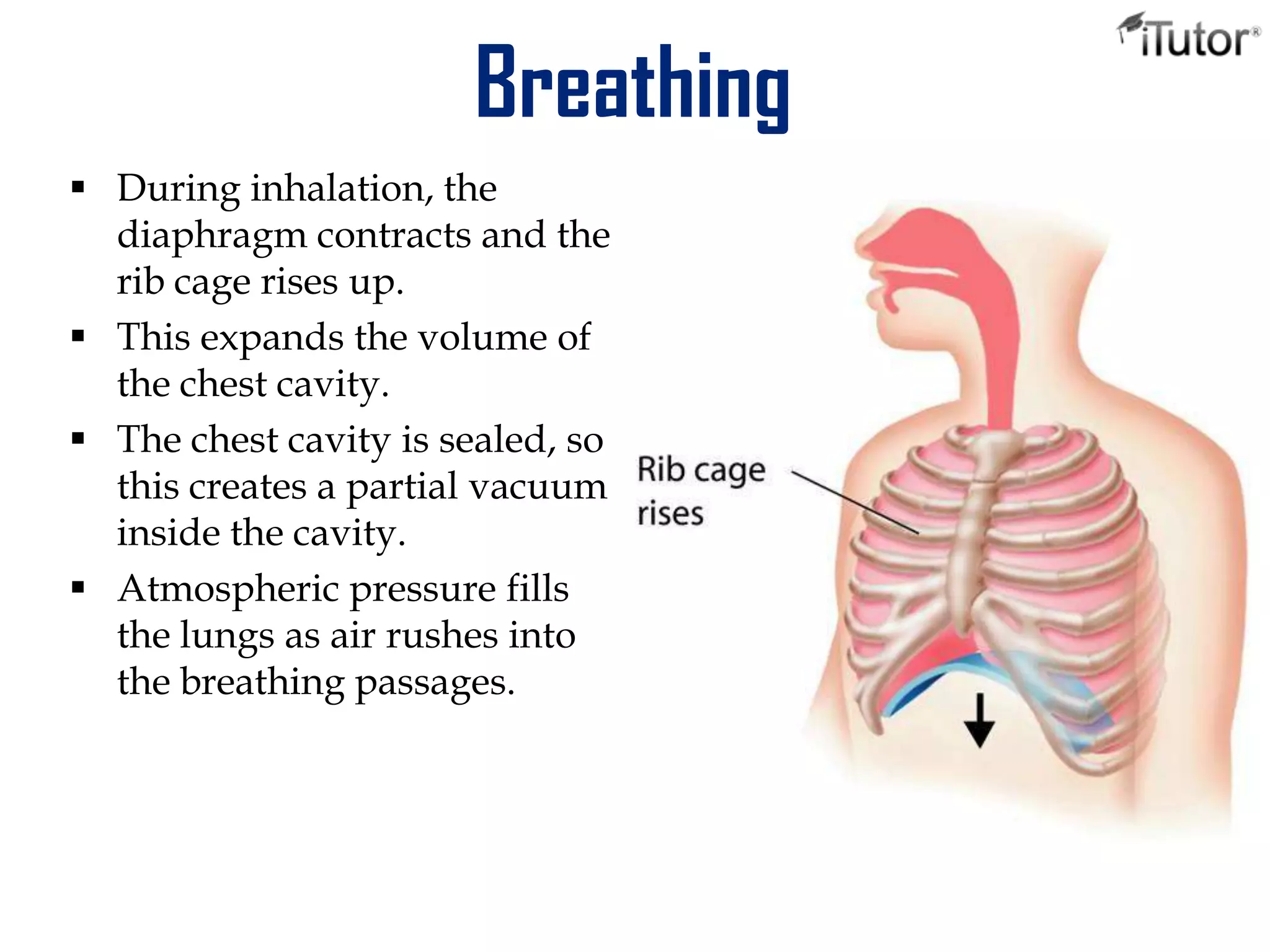 Breathing
 During inhalation, the
diaphragm contracts and the
rib cage rises up.
 This expands the volume of
the chest cavity.
 The chest cavity is sealed, so
this creates a partial vacuum
inside the cavity.
 Atmospheric pressure fills
the lungs as air rushes into
the breathing passages.
 