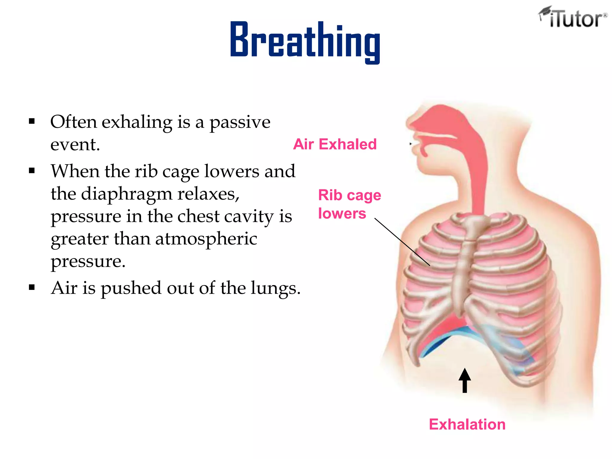 Breathing
 Often exhaling is a passive
event.
 When the rib cage lowers and
the diaphragm relaxes,
pressure in the chest cavity is
greater than atmospheric
pressure.
 Air is pushed out of the lungs.
Exhalation
Rib cage
lowers
Air Exhaled
 