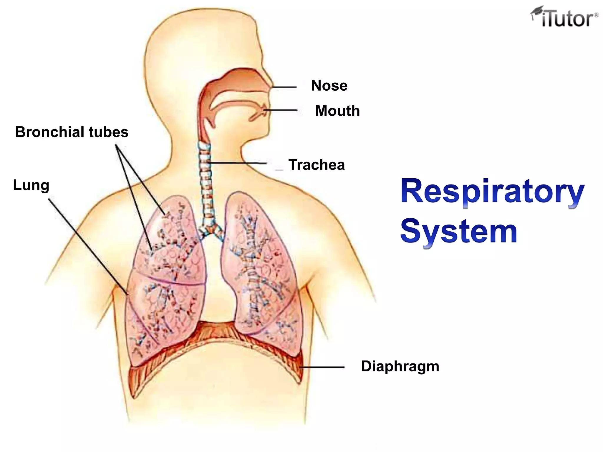Lung
Bronchial tubes
Nose
Mouth
Trachea
Diaphragm
 