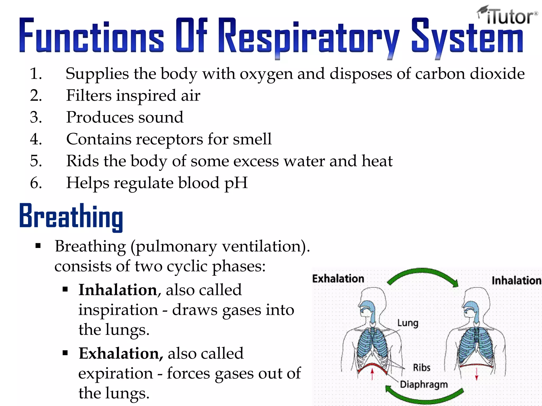 1. Supplies the body with oxygen and disposes of carbon dioxide
2. Filters inspired air
3. Produces sound
4. Contains receptors for smell
5. Rids the body of some excess water and heat
6. Helps regulate blood pH
Breathing
 Breathing (pulmonary ventilation).
consists of two cyclic phases:
 Inhalation, also called
inspiration - draws gases into
the lungs.
 Exhalation, also called
expiration - forces gases out of
the lungs.
 
