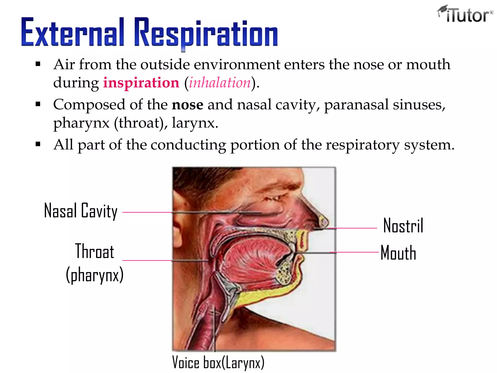  Air from the outside environment enters the nose or mouth
during inspiration (inhalation).
 Composed of the nose and nasal cavity, paranasal sinuses,
pharynx (throat), larynx.
 All part of the conducting portion of the respiratory system.
Nostril
Mouth
Nasal Cavity
Throat
(pharynx)
Voice box(Larynx)
 