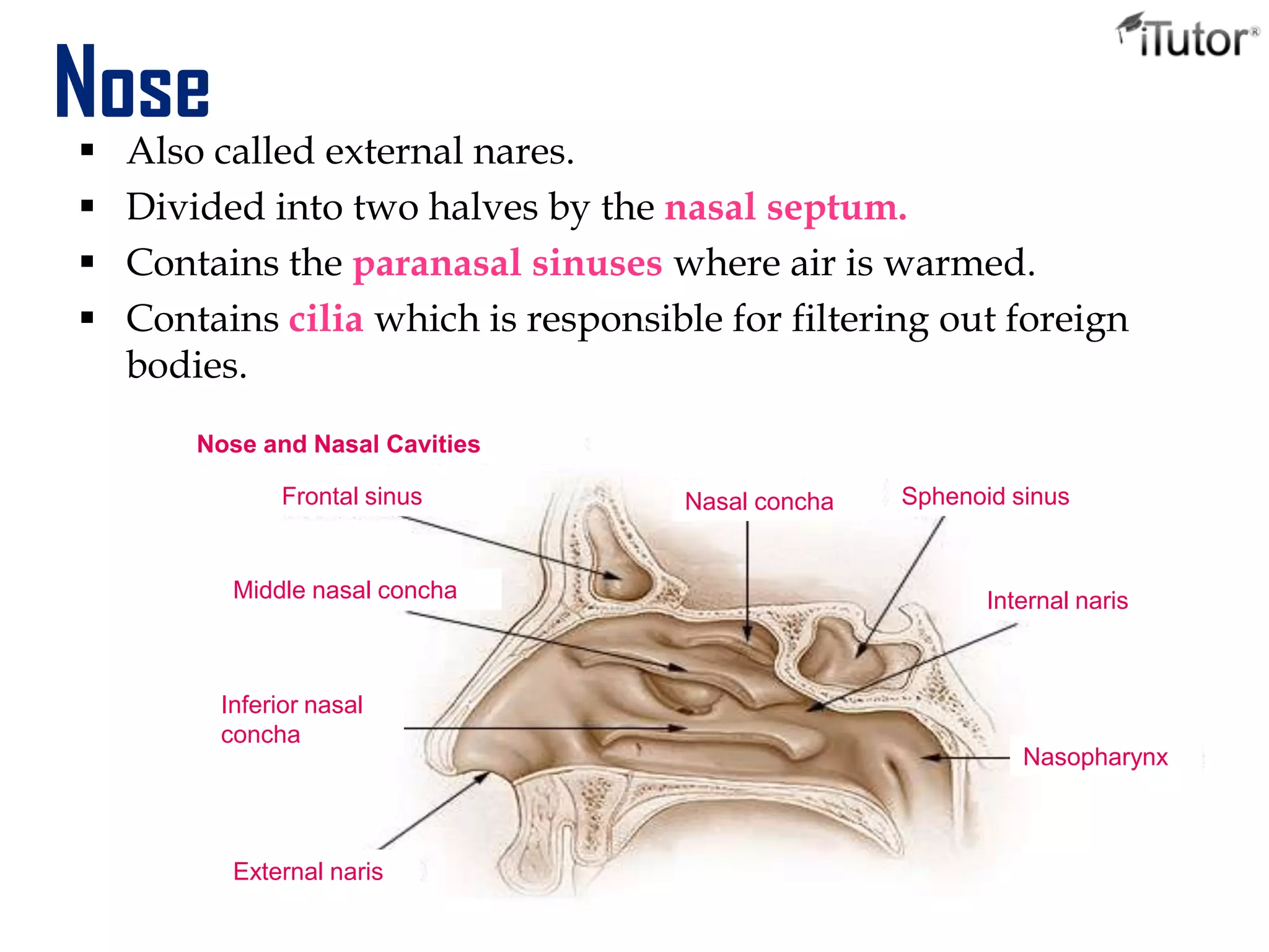 Nose Also called external nares.
 Divided into two halves by the nasal septum.
 Contains the paranasal sinuses where air is warmed.
 Contains cilia which is responsible for filtering out foreign
bodies.
Nose and Nasal Cavities
Nasal concha Sphenoid sinus
Internal naris
Nasopharynx
External naris
Frontal sinus
Middle nasal concha
Inferior nasal
concha
 