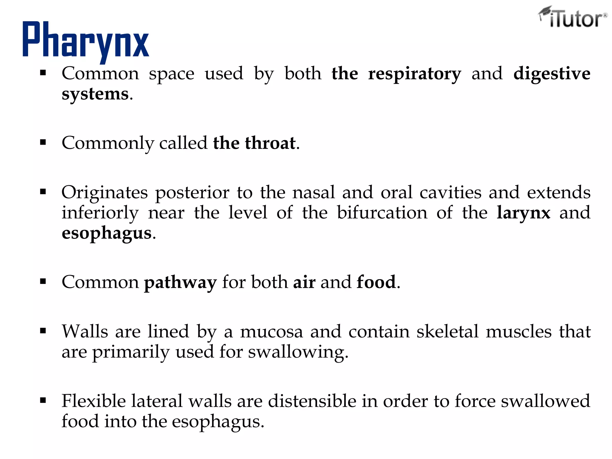 Pharynx Common space used by both the respiratory and digestive
systems.
 Commonly called the throat.
 Originates posterior to the nasal and oral cavities and extends
inferiorly near the level of the bifurcation of the larynx and
esophagus.
 Common pathway for both air and food.
 Walls are lined by a mucosa and contain skeletal muscles that
are primarily used for swallowing.
 Flexible lateral walls are distensible in order to force swallowed
food into the esophagus.
 