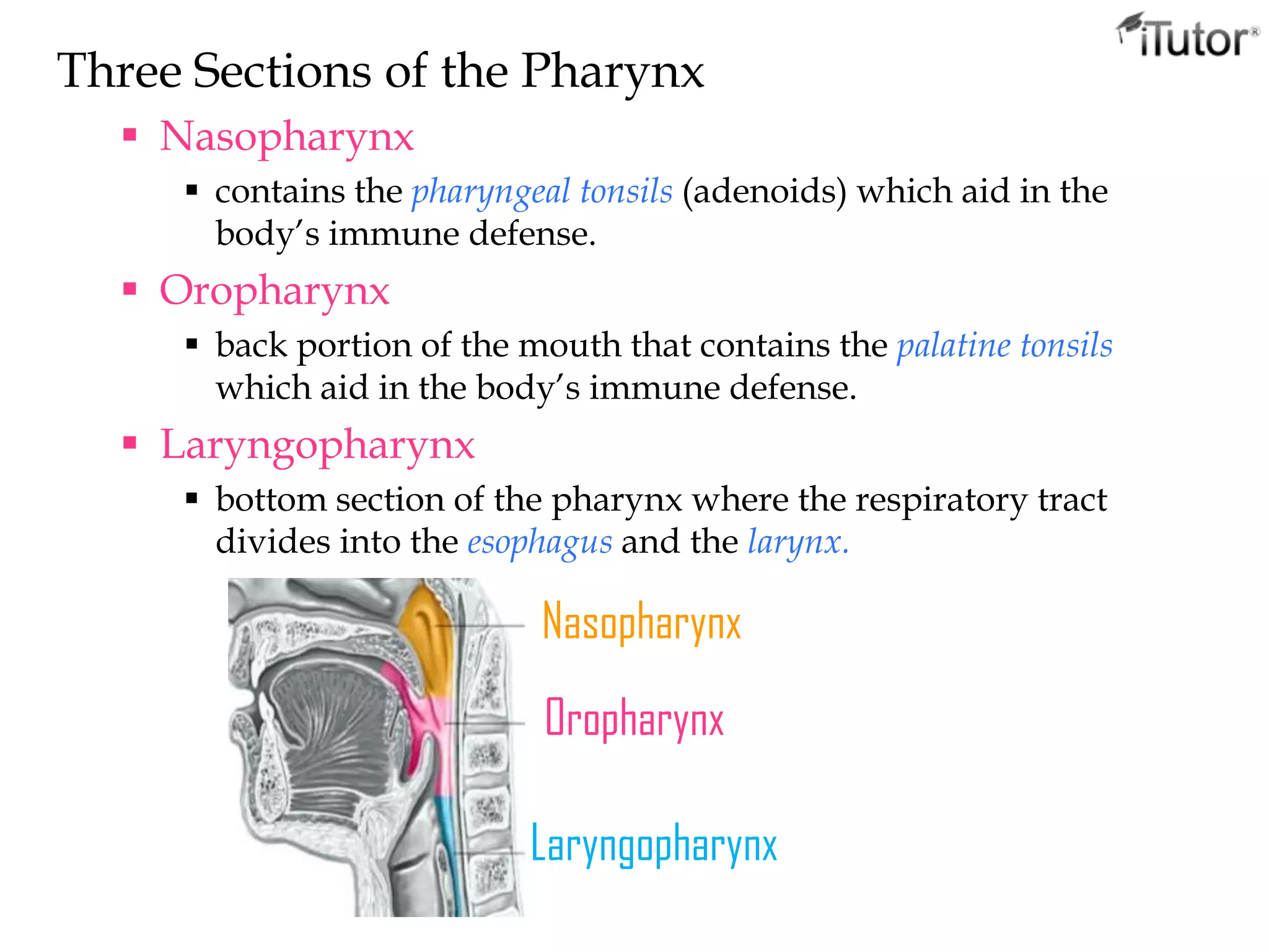 Three Sections of the Pharynx
 Nasopharynx
 contains the pharyngeal tonsils (adenoids) which aid in the
body’s immune defense.
 Oropharynx
 back portion of the mouth that contains the palatine tonsils
which aid in the body’s immune defense.
 Laryngopharynx
 bottom section of the pharynx where the respiratory tract
divides into the esophagus and the larynx.
Nasopharynx
Oropharynx
Laryngopharynx
 