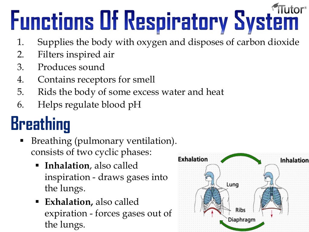 The respiratory system