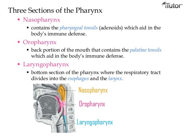 The respiratory system