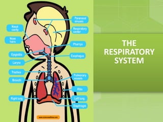THE
RESPIRATORY
SYSTEM

 
