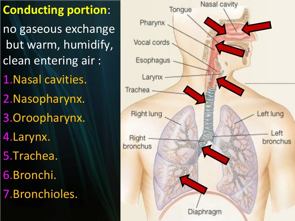 The Respiratory System