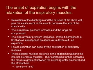 The onset of expiration begins with the
relaxation of the inspiratory muscles.
• Relaxation of the diaphragm and the muscles of the chest wall,
plus the elastic recoil of the alveoli, decrease the size of the
chest cavity.
• The intrapleural pressure increases and the lungs are
compressed.
• The intra-alveolar pressure increases. When it increases to a
level above atmospheric pressure, air is driven out - an
expiration.
• Forced expiration can occur by the contraction of expiratory
muscles.
• These skeletal muscles are ones in the abdominal wall and the
internal intercostal muscles. Their contraction further increases
the pressure gradient between the alveoli (greater pressure) and
the atmosphere.
– See Figure 13-12
 