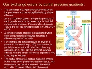 Gas exchange occurs by partial pressure gradients.
• The exchange of oxygen and carbon dioxide as
the pulmonary and tissue capillaries is by simple
diffusion.
• Air is a mixture of gases. The partial pressure of
each gas depends on its percentage in the total
atmospheric pressure. For example, nitrogen is
79% of the air. Its partial pressure is 0.79 x 760 =
600.4
• A partial pressure gradient is established when
there are two partial pressures for a gas in
different regions of the body.
• For example the partial pressure of oxygen is
greater in the alveoli (e.g., 100) compared to its
partial pressure in the blood of the pulmonary
capillaries (e.g., 40). By this gradient, oxygen
diffuses from the alveoli into these capillaries (100
to 40, higher to lower.
• The partial pressure of carbon dioxide is greater
in the blood of the pulmonary capillaries (e.g., 46)
compared to its partial pressure in the alveoli
(e.g., 40). This gas diffuses into the alveoli.
 