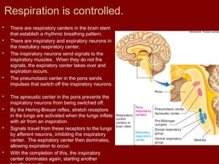 Respiration is controlled.
• There are respiratory centers in the brain stem
that establish a rhythmic breathing pattern.
• There are inspiratory and expiratory neurons in
the medullary respiratory center.
• The inspiratory neurons send signals to the
inspiratory muscles. When they do not fire
signals, the expiratory center takes over and
expiration occurs.
• The pneumotaxic center in the pons sends
impulses that switch off the inspiratory neurons.
• The apneustic center in the pons prevents the
inspiratory neurons from being switched off.
• By the Hering-Breuer reflex, stretch receptors
in the lungs are activated when the lungs inflate
with air from an inspiration.
• Signals travel from these receptors to the lungs
by afferent neurons, inhibiting the inspiratory
center. The expiratory center then dominates,
allowing expiration to occur.
• With the completion of this, the inspiratory
center dominates again, starting another
 