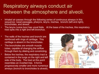 Respiratory airways conduct air
between the atmosphere and alveoli.
• The walls of the trachea and bronchi are
reinforced with rings of cartilage. This
cartilage is absent in the bronchioles.
• The bronchioles are smooth muscle
tubes, capable of changing the airflow
through them by dilating and constricting.
• Below the trachea, the respiratory tract is
contained in the lungs on the right and left
side of the body. The tract at this point
resembles an inverted tree. It forms
progressively smaller and more numerous
airways (bronchi to bronchioles to alveoli).
• Inhaled air passes through the following series of continuous airways in this
sequence: nasal passages, pharynx, larynx, trachea, bronchi (left and right),
bronchioles, and alveoli.
• The larynx (voice box) has vocal folds. At the base of the trachea, this respiratory
tract spits into a right and left bronchus.
 