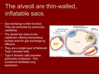 The alveoli are thin-walled,
inflatable sacs.
• Gas exchange is their function.
They are encircled by pulmonary
capillaries.
• The alveoli are close to the
capillaries, offering tremendous
surface area for gas exchange by
diffusion.
• They are a single layer of flattened
Type I alveolar cells.
• Type II alveolar cells secretes
pulmonary surfactant. This
substance facilitates lung
expansion.
 