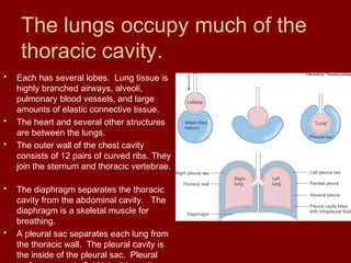 The lungs occupy much of the
thoracic cavity.
• Each has several lobes. Lung tissue is
highly branched airways, alveoli,
pulmonary blood vessels, and large
amounts of elastic connective tissue.
• The heart and several other structures
are between the lungs.
• The outer wall of the chest cavity
consists of 12 pairs of curved ribs. They
join the sternum and thoracic vertebrae.
• The diaphragm separates the thoracic
cavity from the abdominal cavity. The
diaphragm is a skeletal muscle for
breathing.
• A pleural sac separates each lung from
the thoracic wall. The pleural cavity is
the inside of the pleural sac. Pleural
 