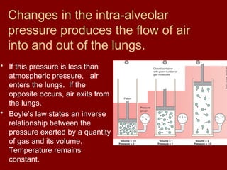 Changes in the intra-alveolar
pressure produces the flow of air
into and out of the lungs.
• If this pressure is less than
atmospheric pressure, air
enters the lungs. If the
opposite occurs, air exits from
the lungs.
• Boyle’s law states an inverse
relationship between the
pressure exerted by a quantity
of gas and its volume.
Temperature remains
constant.
 