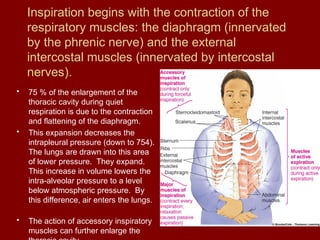 Inspiration begins with the contraction of the
respiratory muscles: the diaphragm (innervated
by the phrenic nerve) and the external
intercostal muscles (innervated by intercostal
nerves).
• 75 % of the enlargement of the
thoracic cavity during quiet
respiration is due to the contraction
and flattening of the diaphragm.
• This expansion decreases the
intrapleural pressure (down to 754).
The lungs are drawn into this area
of lower pressure. They expand.
This increase in volume lowers the
intra-alveolar pressure to a level
below atmospheric pressure. By
this difference, air enters the lungs.
• The action of accessory inspiratory
muscles can further enlarge the
 