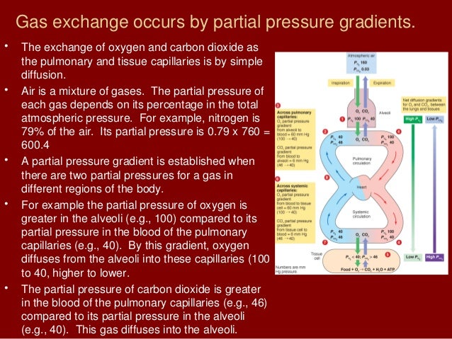The respiratory system