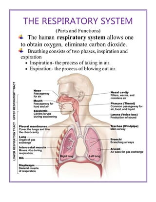 THE RESPIRATORY SYSTEM
(Parts and Functions)
The human respiratory system allows one
to obtain oxygen, eliminate carbon dioxide.
Breathing consists of two phases, inspiration and
expiration
 Inspiration- the process of taking in air.
 Expiration- the process of blowing out air.
 