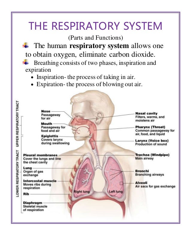 what is the function of the breathing system what is the function of the breathing system