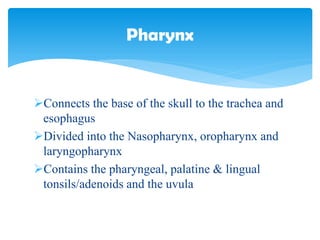 Connects the base of the skull to the trachea and
esophagus
Divided into the Nasopharynx, oropharynx and
laryngopharynx
Contains the pharyngeal, palatine & lingual
tonsils/adenoids and the uvula
Pharynx
 