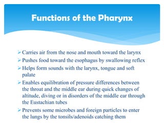 Carries air from the nose and mouth toward the larynx
Pushes food toward the esophagus by swallowing reflex
Helps form sounds with the larynx, tongue and soft
palate
Enables equilibration of pressure differences between
the throat and the middle ear during quick changes of
altitude, diving or in disorders of the middle ear through
the Eustachian tubes
Prevents some microbes and foreign particles to enter
the lungs by the tonsils/adenoids catching them
Functions of the Pharynx
 