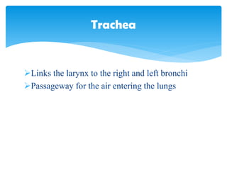 Links the larynx to the right and left bronchi
Passageway for the air entering the lungs
Trachea
 