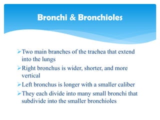 Two main branches of the trachea that extend
into the lungs
Right bronchus is wider, shorter, and more
vertical
Left bronchus is longer with a smaller caliber
They each divide into many small bronchi that
subdivide into the smaller bronchioles
Bronchi & Bronchioles
 