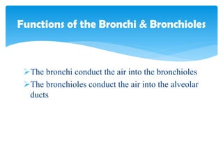 The bronchi conduct the air into the bronchioles
The bronchioles conduct the air into the alveolar
ducts
Functions of the Bronchi & Bronchioles
 