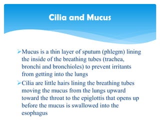 Mucus is a thin layer of sputum (phlegm) lining
the inside of the breathing tubes (trachea,
bronchi and bronchioles) to prevent irritants
from getting into the lungs
Cilia are little hairs lining the breathing tubes
moving the mucus from the lungs upward
toward the throat to the epiglottis that opens up
before the mucus is swallowed into the
esophagus
Cilia and Mucus
 