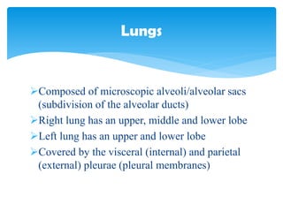 Composed of microscopic alveoli/alveolar sacs
(subdivision of the alveolar ducts)
Right lung has an upper, middle and lower lobe
Left lung has an upper and lower lobe
Covered by the visceral (internal) and parietal
(external) pleurae (pleural membranes)
Lungs
 