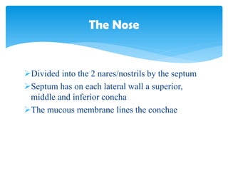 Divided into the 2 nares/nostrils by the septum
Septum has on each lateral wall a superior,
middle and inferior concha
The mucous membrane lines the conchae
The Nose
 