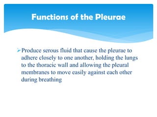 Produce serous fluid that cause the pleurae to
adhere closely to one another, holding the lungs
to the thoracic wall and allowing the pleural
membranes to move easily against each other
during breathing
Functions of the Pleurae
 