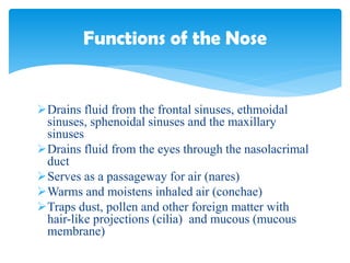 Drains fluid from the frontal sinuses, ethmoidal
sinuses, sphenoidal sinuses and the maxillary
sinuses
Drains fluid from the eyes through the nasolacrimal
duct
Serves as a passageway for air (nares)
Warms and moistens inhaled air (conchae)
Traps dust, pollen and other foreign matter with
hair-like projections (cilia) and mucous (mucous
membrane)
Functions of the Nose
 