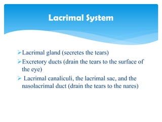 Lacrimal System
Lacrimal gland (secretes the tears)
Excretory ducts (drain the tears to the surface of
the eye)
 Lacrimal canaliculi, the lacrimal sac, and the
nasolacrimal duct (drain the tears to the nares)
 