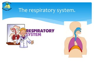 The respiratory system.
 