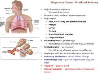Respiratory System: Functional Anatomy
• Major function — respiration
– O2 in tissues, CO2 out of tissues
• Respiratory and circulatory systems cooperate
• Major organs
– Nose, nasal cavity, and paranasal sinuses
– Pharynx
– Larynx
– Trachea
– Bronchi and their branches
– Lungs and alveoli
• Respiratory zone — gas exchange
– Respiratory bronchioles, alveolar ducts, and alveoli
• Conducting zone — gas transport
– Everything else; cleanses, warms, humidifies air
• Diaphragm and intercostal muscles promote ventilation
• Pulmonary ventilation — air into and out of lungs
• External respiration — gasexchange between lungs and
blood
• Transport — gases in blood
• Internal respiration — gasexchange between blood and
tissues
 