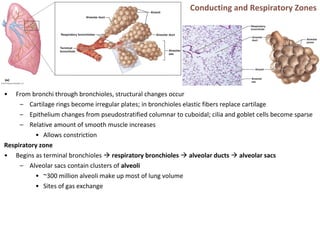 • From bronchi through bronchioles, structural changes occur
– Cartilage rings become irregular plates; in bronchioles elastic fibers replace cartilage
– Epithelium changes from pseudostratified columnar to cuboidal; cilia and goblet cells become sparse
– Relative amount of smooth muscle increases
• Allows constriction
Respiratory zone
• Begins as terminal bronchioles  respiratory bronchioles  alveolar ducts  alveolar sacs
– Alveolar sacs contain clusters of alveoli
• ~300 million alveoli make up most of lung volume
• Sites of gas exchange
Conducting and Respiratory Zones
 