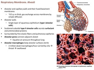 Respiratory Membrane. Alveoli
• Alveolar and capillary walls and their fused basement
membranes
– ~0.5-µ m-thick; gas exchange across membrane by
simple diffusion
• Alveolar walls
– Single layer of squamous epithelium (type I alveolar
cells)
• Scattered cuboidal type II alveolar cells secrete surfactant
and antimicrobial proteins
• Surrounded by fine elastic fibers and pulmonary capillaries
• Alveolar pores connect adjacent alveoli
• Equalize air pressure throughout lung
• Alveolar macrophages keep alveolar surfaces sterile
– 2 million dead macrophages/hour carried by cilia 
throat  swallowed
 