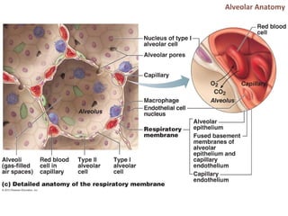 Alveolar Anatomy
 