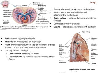 Lungs
• Occupy all thoracic cavity except mediastinum
• Root — site of vascular and bronchial
attachment to mediastinum
• Costal surface — anterior, lateral, and posterior
surfaces
• Composed primarily of alveoli
• Stroma — elastic connective tissue  elasticity
• Apex-superior tip; deep to clavicle
• Base-inferior surface; rests on diaphragm
• Hilum-on mediastinal surface; site for entry/exit of blood
vessels, bronchi, lymphatic vessels, and nerves
• Left lung smaller than right
– Cardiac notch-concavity for heart
– Separated into superior and inferior lobes by oblique
fissure
 
