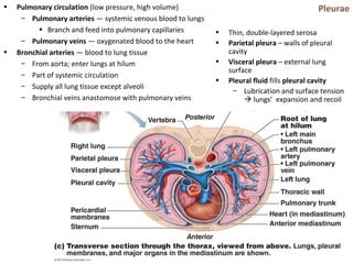 Pleurae
• Thin, double-layered serosa
• Parietal pleura – walls of pleural
cavity
• Visceral pleura – external lung
surface
• Pleural fluid fills pleural cavity
– Lubrication and surface tension
 lungs’ expansion and recoil
• Pulmonary circulation (low pressure, high volume)
– Pulmonary arteries — systemic venous blood to lungs
• Branch and feed into pulmonary capillaries
– Pulmonary veins — oxygenated blood to the heart
• Bronchial arteries — blood to lung tissue
– From aorta; enter lungs at hilum
– Part of systemic circulation
– Supply all lung tissue except alveoli
– Bronchial veins anastomose with pulmonary veins
 