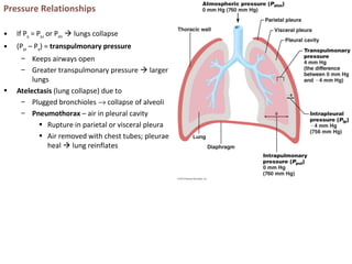 Pressure Relationships
• If Pip = Ppul or Patm  lungs collapse
• (Ppul – Pip) = transpulmonary pressure
– Keeps airways open
– Greater transpulmonary pressure  larger
lungs
• Atelectasis (lung collapse) due to
– Plugged bronchioles → collapse of alveoli
– Pneumothorax – air in pleural cavity
• Rupture in parietal or visceral pleura
• Air removed with chest tubes; pleurae
heal  lung reinflates
 