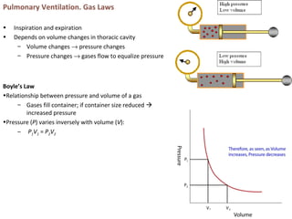 Pulmonary Ventilation. Gas Laws
• Inspiration and expiration
• Depends on volume changes in thoracic cavity
– Volume changes → pressure changes
– Pressure changes → gases flow to equalize pressure
Boyle’s Law
•Relationship between pressure and volume of a gas
– Gases fill container; if container size reduced 
increased pressure
•Pressure (P) varies inversely with volume (V):
– P1V1 = P2V2
 
