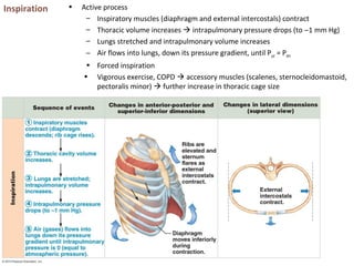 Inspiration • Active process
– Inspiratory muscles (diaphragm and external intercostals) contract
– Thoracic volume increases  intrapulmonary pressure drops (to −1 mm Hg)
– Lungs stretched and intrapulmonary volume increases
– Air flows into lungs, down its pressure gradient, until Ppul = Patm
• Forced inspiration
• Vigorous exercise, COPD  accessory muscles (scalenes, sternocleidomastoid,
pectoralis minor)  further increase in thoracic cage size
 