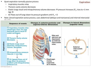 Expiration• Quiet expiration normally passive process
– Inspiratory muscles relax
– Thoracic cavity volume decreases
– Elastic lungs recoil and intrapulmonary volume decreases  pressure increases (Ppul rises to +1 mm
Hg) 
– Air flows out of lungs down its pressure gradient until Ppul = 0
• Note: forced expiration-active process; uses abdominal (oblique and transverse) and internal intercostal
muscles
 