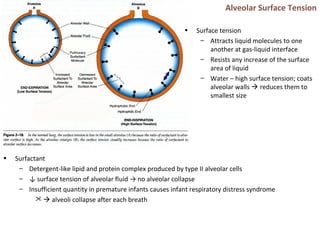 • Surfactant
– Detergent-like lipid and protein complex produced by type II alveolar cells
– ↓ surface tension of alveolar fluid → no alveolar collapse
– Insufficient quantity in premature infants causes infant respiratory distress syndrome
  alveoli collapse after each breath
Alveolar Surface Tension
• Surface tension
– Attracts liquid molecules to one
another at gas-liquid interface
– Resists any increase of the surface
area of liquid
– Water – high surface tension; coats
alveolar walls  reduces them to
smallest size
 